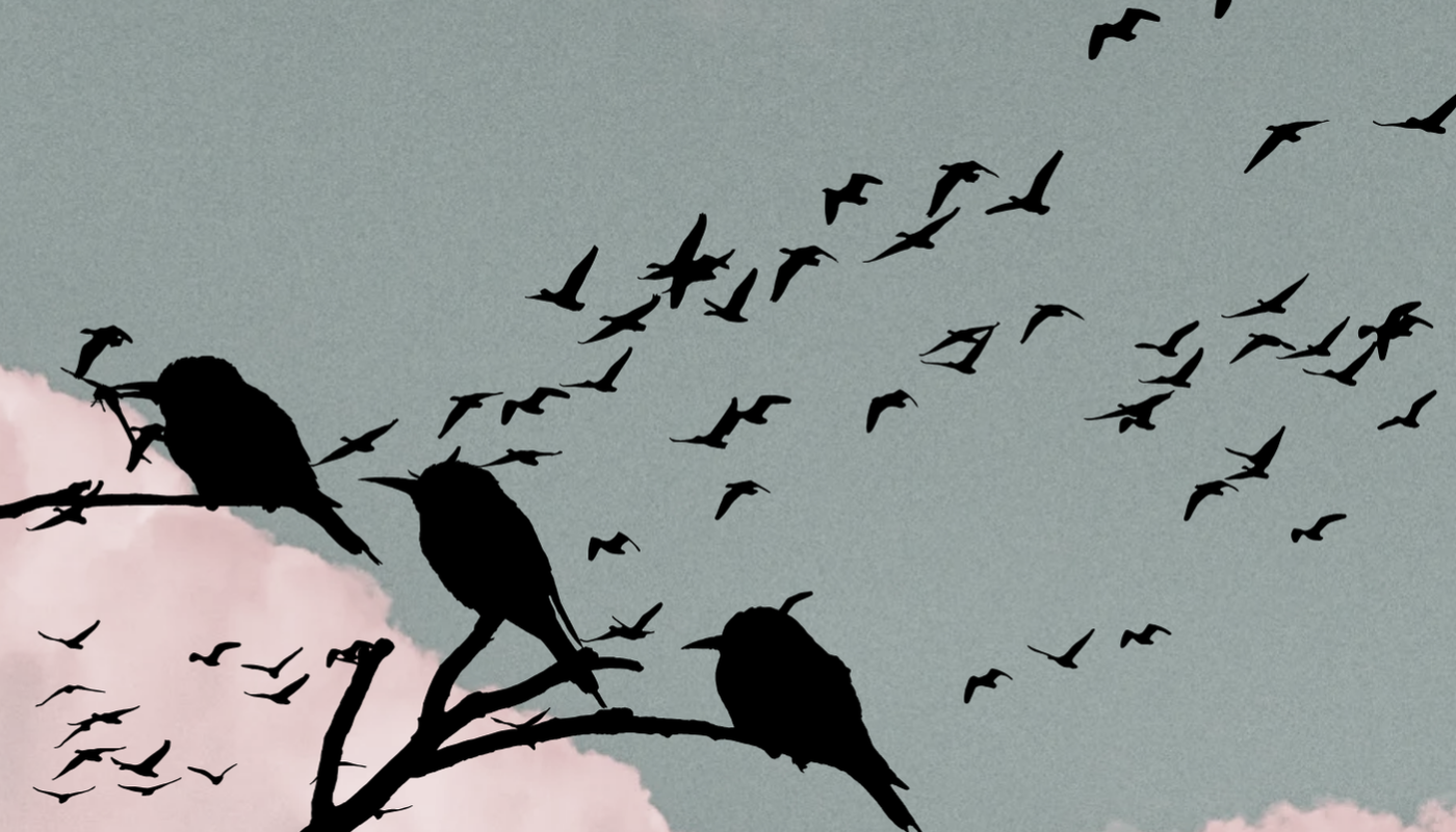 The Birds The Birds